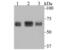 Chromatin assembly factor 1 subunit B antibody, NBP2-75439, Novus Biologicals, Western Blot image 