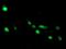 ADP Ribosylation Factor Like GTPase 2 Binding Protein antibody, MA5-26423, Invitrogen Antibodies, Immunocytochemistry image 