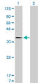 Hdm2 antibody, LS-B5461, Lifespan Biosciences, Western Blot image 