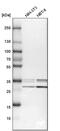 Chromosome 9 Open Reading Frame 78 antibody, PA5-54352, Invitrogen Antibodies, Western Blot image 