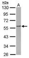 FKBP Prolyl Isomerase 4 antibody, TA308638, Origene, Western Blot image 