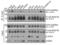 E3 ubiquitin-protein ligase SHPRH antibody, MA5-25180, Invitrogen Antibodies, Western Blot image 