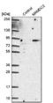 MAM Domain Containing 2 antibody, NBP1-81170, Novus Biologicals, Western Blot image 