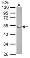 DNA-directed RNA polymerase I subunit RPA49 antibody, GTX116763, GeneTex, Western Blot image 