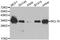 BCL10 Immune Signaling Adaptor antibody, A1106, ABclonal Technology, Western Blot image 