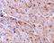 Ring Finger Protein 216 antibody, A05841, Boster Biological Technology, Immunohistochemistry frozen image 