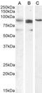 PR/SET Domain 1 antibody, LS-B8314, Lifespan Biosciences, Western Blot image 