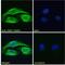FERM, ARH/RhoGEF And Pleckstrin Domain Protein 1 antibody, NBP2-76803, Novus Biologicals, Immunofluorescence image 