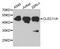 C-Type Lectin Domain Containing 11A antibody, PA5-76151, Invitrogen Antibodies, Western Blot image 