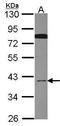 Cell Division Cycle 37 Like 1 antibody, TA308328, Origene, Western Blot image 