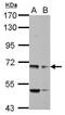 Myosin XIX antibody, GTX122503, GeneTex, Western Blot image 