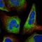 MOK Protein Kinase antibody, HPA027292, Atlas Antibodies, Immunofluorescence image 
