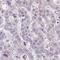 Glucagon-like peptide 2 receptor antibody, HPA049244, Atlas Antibodies, Immunohistochemistry frozen image 