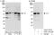 YY1 Transcription Factor antibody, A302-778A, Bethyl Labs, Western Blot image 