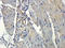 Centromere protein Q antibody, orb344648, Biorbyt, Immunohistochemistry paraffin image 