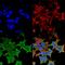 Leucine Rich Glioma Inactivated 1 antibody, MA5-27652, Invitrogen Antibodies, Immunofluorescence image 