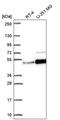 Zinc Finger Protein 692 antibody, PA5-66533, Invitrogen Antibodies, Western Blot image 