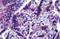 Calcium and integrin-binding family member 2 antibody, MBS244842, MyBioSource, Immunohistochemistry frozen image 