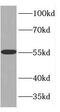 Rab GDP dissociation inhibitor alpha antibody, FNab03405, FineTest, Western Blot image 