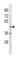 Lectin, Mannose Binding 2 Like antibody, abx034747, Abbexa, Western Blot image 