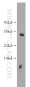 Rogdi Atypical Leucine Zipper antibody, 17047-1-AP, Proteintech Group, Western Blot image 