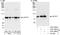 Cleavage Stimulation Factor Subunit 3 antibody, A301-096A, Bethyl Labs, Immunoprecipitation image 