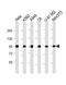 Valosin Containing Protein antibody, M00610-1, Boster Biological Technology, Western Blot image 