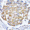 NudE Neurodevelopment Protein 1 antibody, 22-709, ProSci, Immunohistochemistry frozen image 