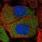 Ciliogenesis And Planar Polarity Effector 1 antibody, NBP2-32673, Novus Biologicals, Immunocytochemistry image 
