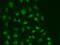 DNA-directed RNA polymerases I, II, and III subunit RPABC1 antibody, LS-C331669, Lifespan Biosciences, Immunofluorescence image 