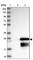 Gametocyte-specific factor 1 antibody, HPA038877, Atlas Antibodies, Western Blot image 
