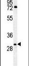 Claudin 12 antibody, PA5-25768, Invitrogen Antibodies, Western Blot image 