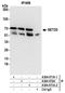 SET Domain Containing 3, Actin Histidine Methyltransferase antibody, A304-071A, Bethyl Labs, Immunoprecipitation image 