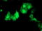 Akt antibody, TA504238, Origene, Immunofluorescence image 