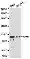 Ribonucleotide Reductase Catalytic Subunit M1 antibody, TA326954, Origene, Western Blot image 