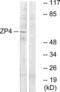 Zona pellucida sperm-binding protein 4 antibody, LS-C120491, Lifespan Biosciences, Western Blot image 