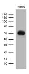 CD14 antibody, TA811519S, Origene, Western Blot image 