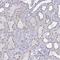 Charged Multivesicular Body Protein 5 antibody, HPA056437, Atlas Antibodies, Immunohistochemistry frozen image 