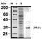 MYD88 Innate Immune Signal Transduction Adaptor antibody, AP02277SU-S, Origene, Western Blot image 