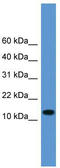 Protachykinin-1 antibody, TA342648, Origene, Western Blot image 