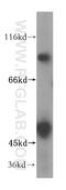Zinc Finger Protein 611 antibody, 17249-1-AP, Proteintech Group, Western Blot image 