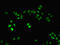 NIPP1 antibody, LS-C676297, Lifespan Biosciences, Immunofluorescence image 