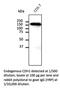 Cadherin 1 antibody, AB0057-200, SICGEN, Western Blot image 