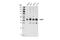TARBP2 Subunit Of RISC Loading Complex antibody, 62043S, Cell Signaling Technology, Western Blot image 