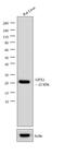 Glutathione Peroxidase 1 antibody, LF-MA0206, Invitrogen Antibodies, Western Blot image 