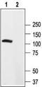 Potassium Voltage-Gated Channel Subfamily B Member 2 antibody, TA328973, Origene, Western Blot image 