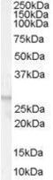 Free fatty acid receptor 1 antibody, GTX89554, GeneTex, Western Blot image 