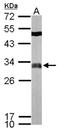 Four And A Half LIM Domains 2 antibody, NBP1-33603, Novus Biologicals, Western Blot image 
