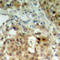 Heterogeneous Nuclear Ribonucleoprotein K antibody, abx133040, Abbexa, Western Blot image 