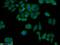 2'-5'-Oligoadenylate Synthetase 3 antibody, 21915-1-AP, Proteintech Group, Immunofluorescence image 